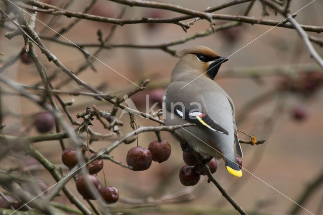 Bohemian Waxwing (Bombycilla garrulus)