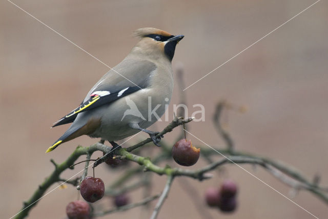 Pestvogel (Bombycilla garrulus)