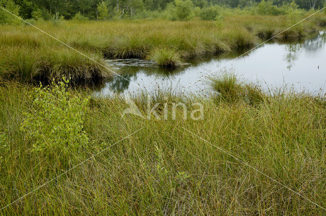 Purple Moor-grass (Molinia caerulea)