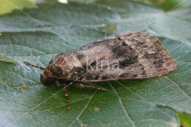 Piramidevlinder (Amphipyra pyramidea)