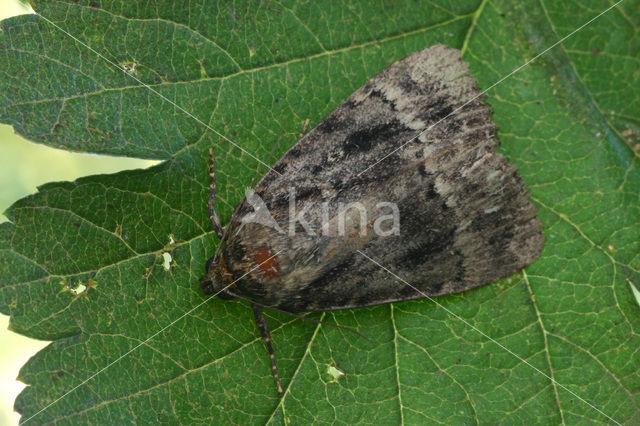 Copper Underwing (Amphipyra pyramidea)