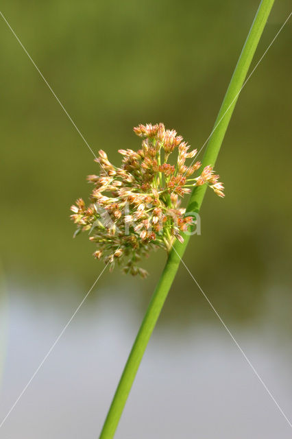 Pitrus (Juncus effusus)