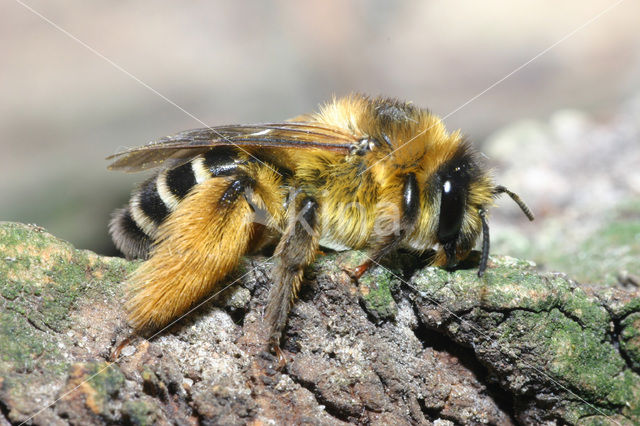 Pluimvoetbij (Dasypoda hirtipes)