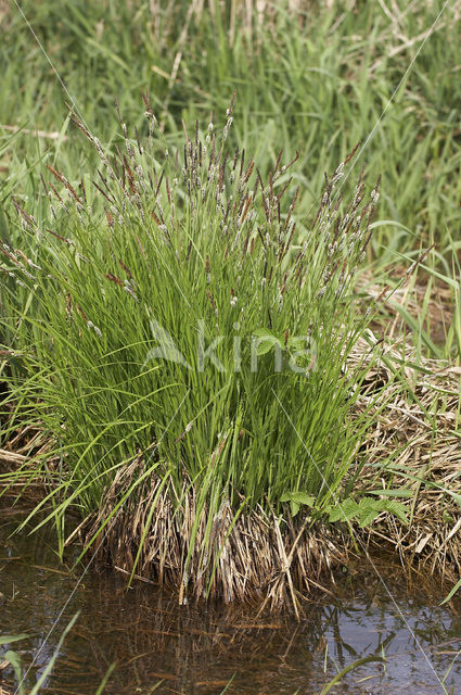 Lesser Tufted-sedge (Carex cespitosa)
