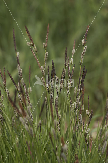 Lesser Tufted-sedge (Carex cespitosa)