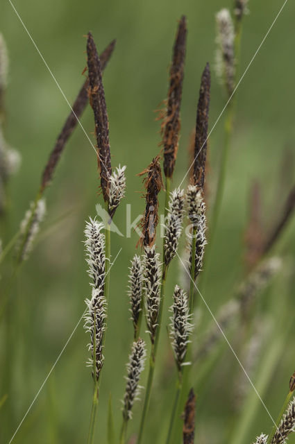 Polzegge (Carex cespitosa)