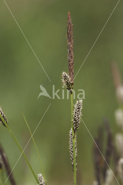 Lesser Tufted-sedge (Carex cespitosa)