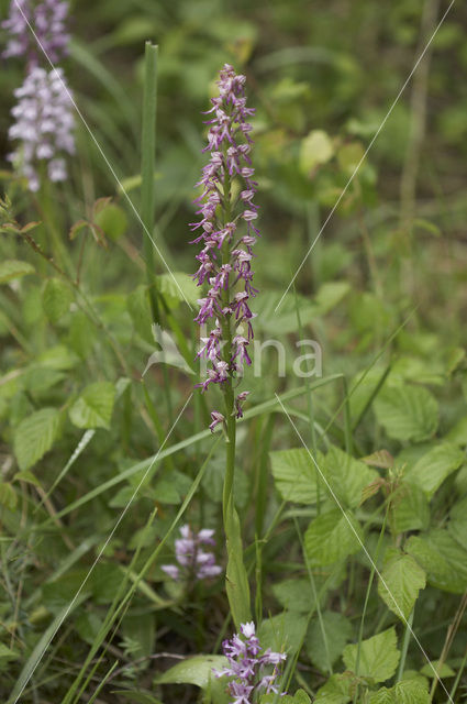 Poppenorchis x Soldaatje (Aceras anthropophorum x Orchis militaris)