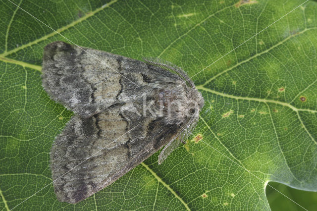 Populierentandvlinder (Gluphisia crenata)