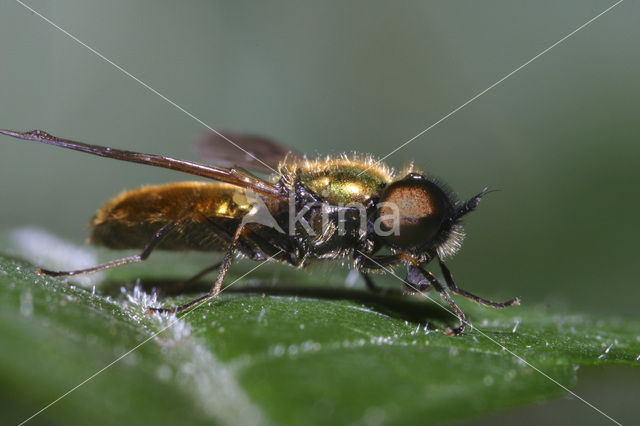 green soldier fly (Chloromyia formosa)