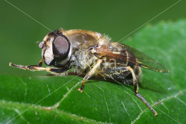 Puntbijvlieg (Eristalis nemorum)