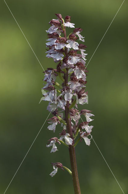 Lady Orchid (Orchis purpurea)