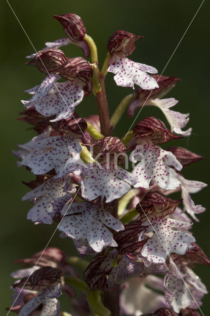 Lady Orchid (Orchis purpurea)