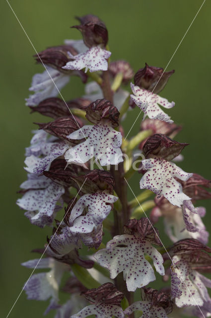 Lady Orchid (Orchis purpurea)