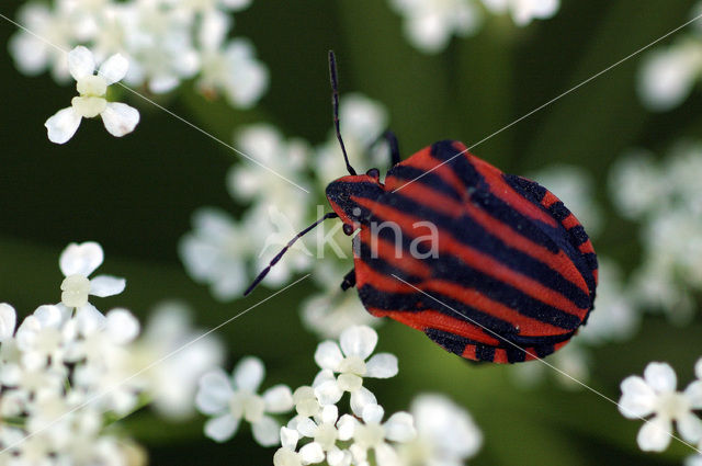 black and red striped bug (Graphosoma lineatum