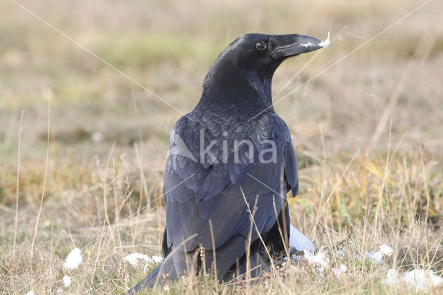 Raaf (Corvus corax)