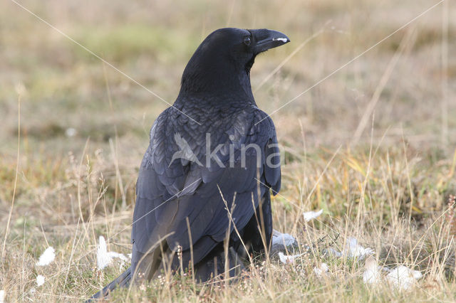 Common Raven (Corvus corax)