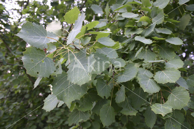 Aspen (Populus tremula)