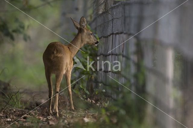 Roe Deer (Capreolus capreolus)