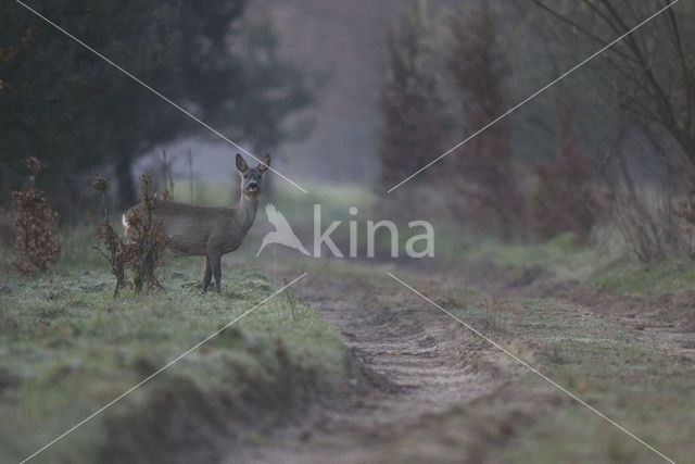 Roe Deer (Capreolus capreolus)