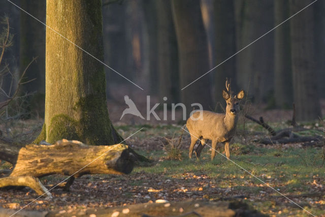 Roe Deer (Capreolus capreolus)