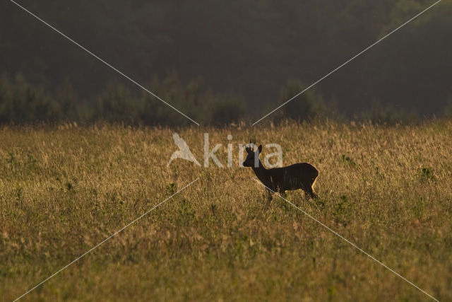 Roe Deer (Capreolus capreolus)