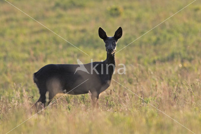 Roe Deer (Capreolus capreolus)