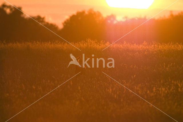 Roe Deer (Capreolus capreolus)