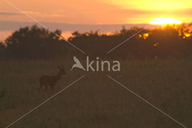 Roe Deer (Capreolus capreolus)