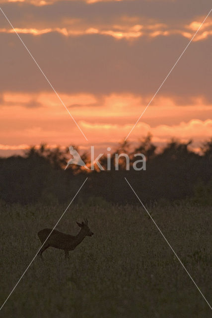 Roe Deer (Capreolus capreolus)