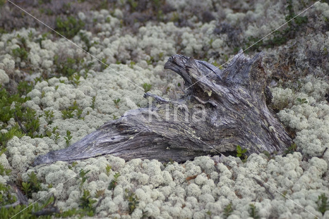 Rendiermos (Cladina)