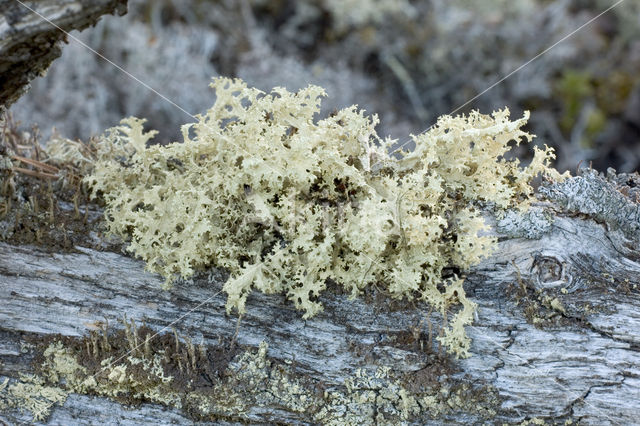Reindeer Lichen (Cladina)