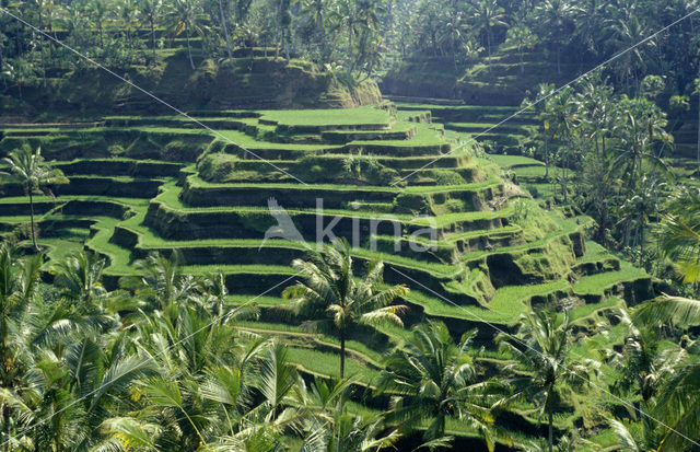 rice (Oryza spec)