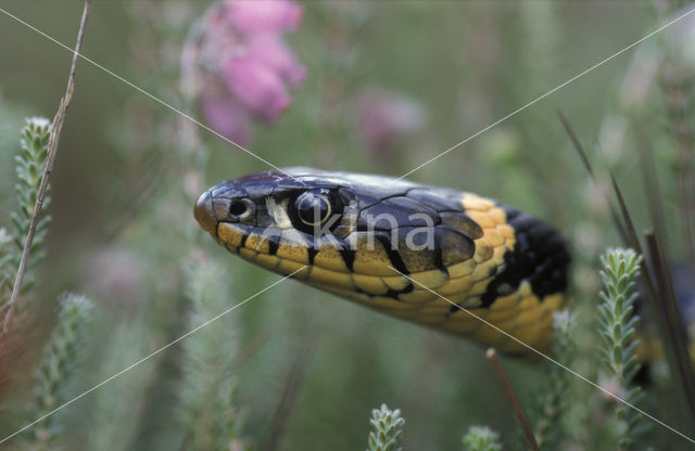 Ringslang (Natrix natrix)