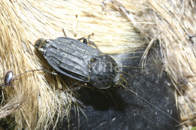 carrion beetle (Thanatophilus sinuatus)