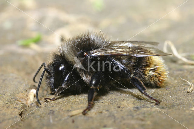 Hill cuckoo bee (Bombus rupestris)
