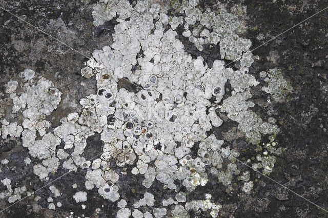 Chiseled sunken disk lichen (Aspicilia contorta)