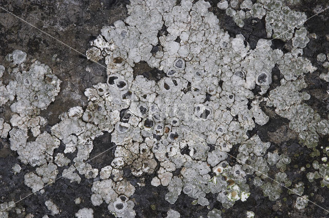 Chiseled sunken disk lichen (Aspicilia contorta)