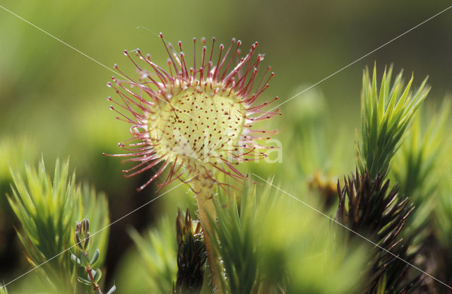 Round-leaved Sundew (Drosera rotundifolia)