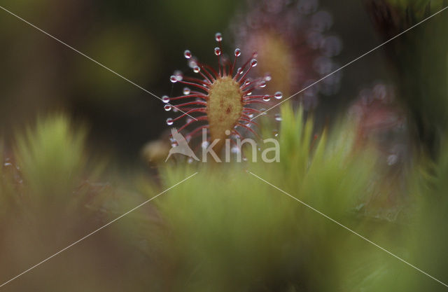 Ronde zonnedauw (Drosera rotundifolia)
