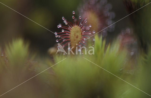 Round-leaved Sundew (Drosera rotundifolia)