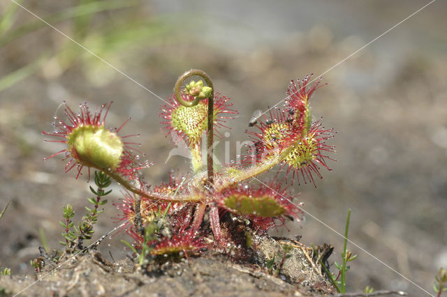 Ronde zonnedauw (Drosera rotundifolia)