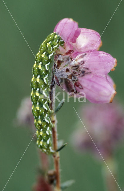 Roodbont heide-uiltje (Anarta myrtilli)