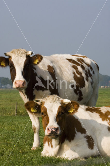 red-and-white Cow (Bos domesticus)