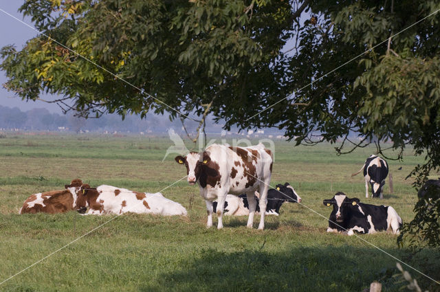 red-and-white Cow (Bos domesticus)