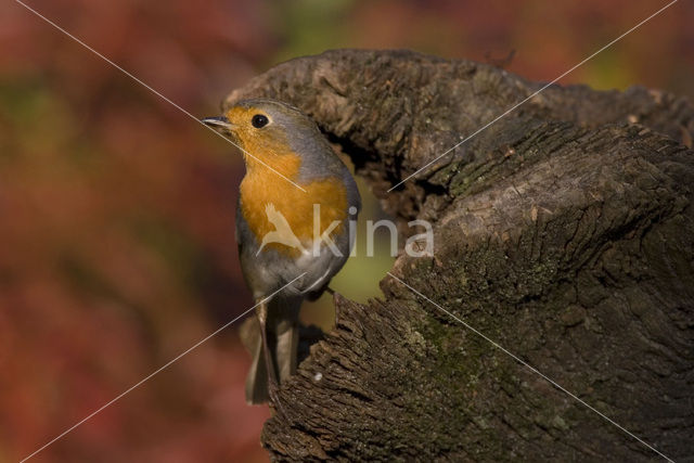 Roodborst