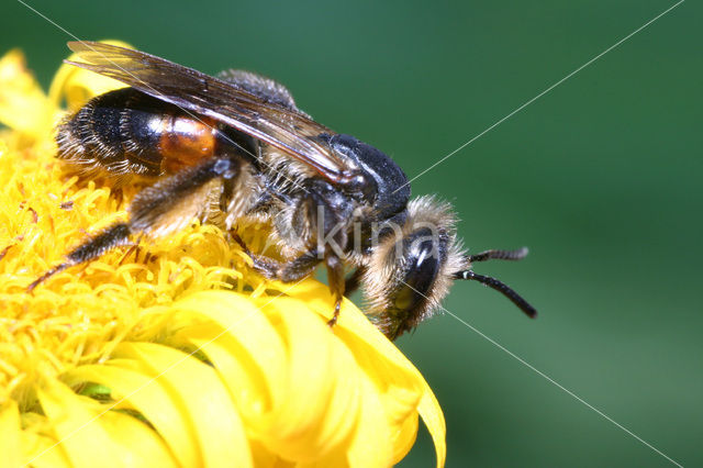 Roodrandzandbij (Andrena rosae)