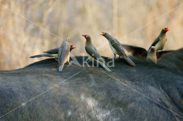 Roodsnavel ossenpikker (Buphagus erythrorhynchus)