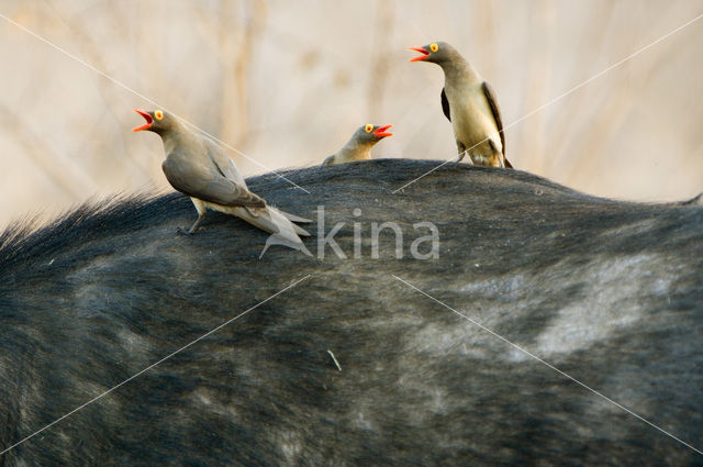 Roodsnavel ossenpikker (Buphagus erythrorhynchus)