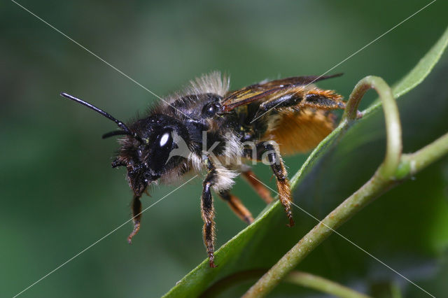 Osmia rufa